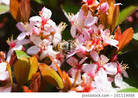 Hime Sharinbai material background Hime Sharinbai material background 101119986