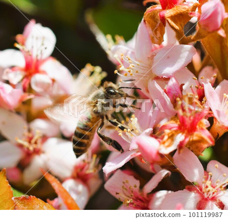 Hime Sharinbai material background Hime Sharinbai material background 101119987