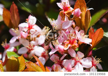 Hime Sharinbai material background 101119988