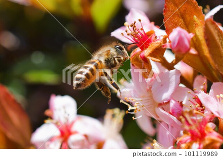 Hime Sharinbai material background 101119989