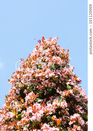 Hime Sharinbai material background 101120009