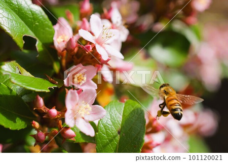 Hime Sharinbai 材料背景 101120021