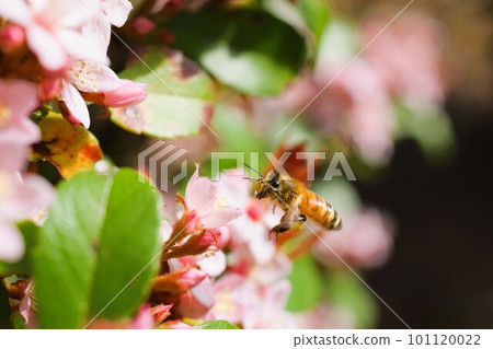 Hime Sharinbai 材料背景 101120022