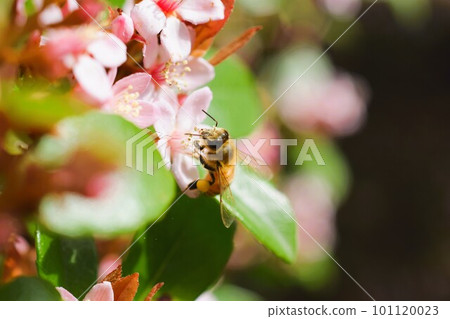 Hime Sharinbai 材料背景 Hime Sharinbai 材料背景 101120023