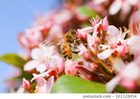 Hime Sharinbai material background 101120054