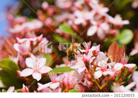 Hime Sharinbai 材料背景 101120055