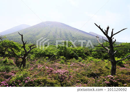 山景獅子原枯樹杜鵑花觀 101120092