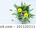 盛開在春天的蒲公英 101120111