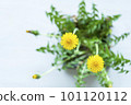 盛開在春天的蒲公英 101120112