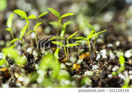 Freshly germinated Futaba 101120149