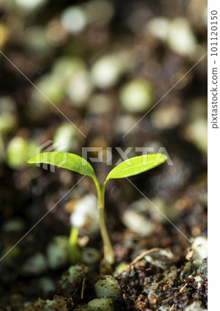 sprout emerging from the soil sprout emerging from the soil 101120150