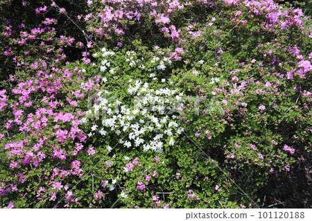 A rare white Rhododendron japonicum in the field of deer 101120188