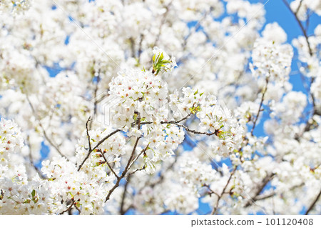 櫻花 櫻花 101120408