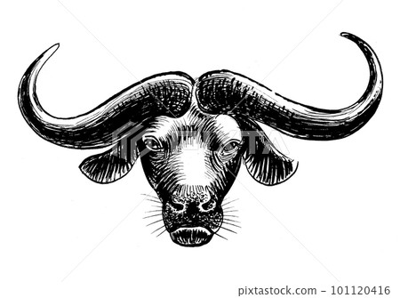 Buffalo head. Ink black and white drawing 101120416