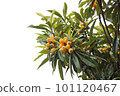 Thick leaves and orange loquat fruit 101120467