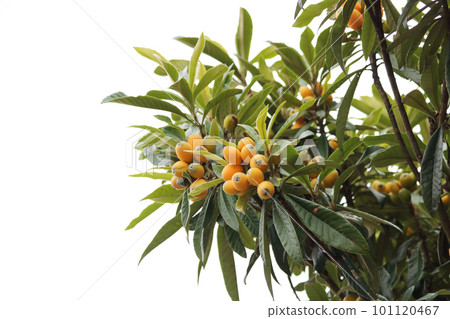 厚厚的葉子和橙色的枇杷果實 厚厚的葉子和橙色的枇杷果實 101120467