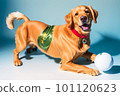 Golden Retriever Play with ball on blue background, generative ai 101120623