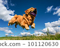 Happy dog Golden Retriever jumps on the green grass, generative ai 101120630