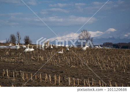 Swans gathered in a winter field Swans gathered in a winter field 101120686