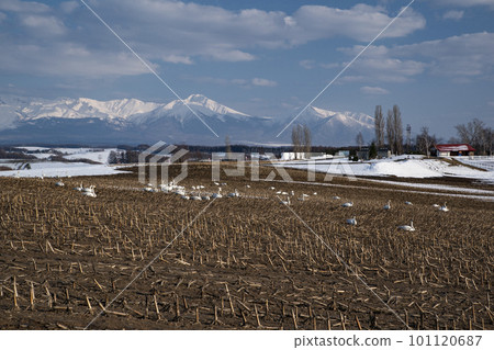 Swans gathered in a winter field 101120687