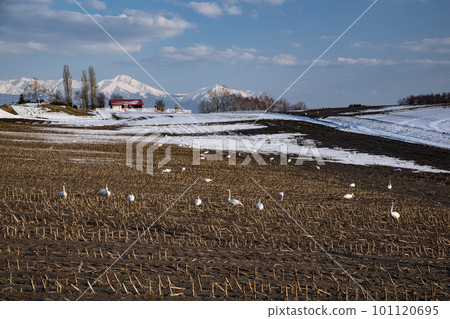 Swans gathered in a winter field 101120695