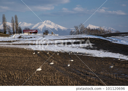 Swans gathered in a winter field 101120696