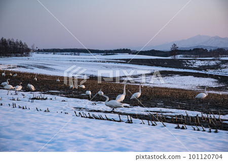 Swans gathered in a winter field Swans gathered in a winter field 101120704