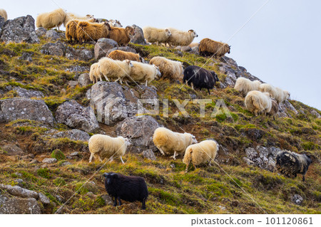 Icelandic Sheep Graze in the Mountain Meadow, Group of Domestic Animal in Pure and Clear Nature. Beautiful Icelandic Highlands. Ecologically Clean Lamb Meat and Wool Production. Scenic Area 101120861