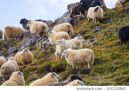 Icelandic Sheep Graze in the Mountain Meadow, Group of Domestic Animal in Pure and Clear Nature. Beautiful Icelandic Highlands. Ecologically Clean Lamb Meat and Wool Production. Scenic Area 101120862
