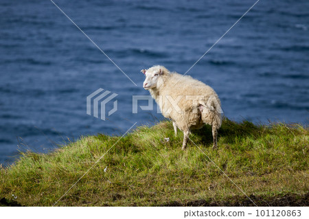 Icelandic Sheep Graze in the Mountain Meadow near Ocean Coastline, Group of Domestic Animal in Pure and Clear Nature. Ecologically Clean Lamb Meat and Wool Production. Scenic Area 101120863