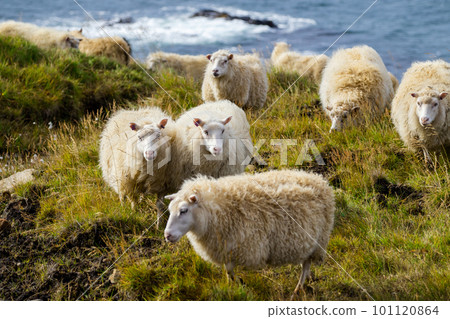 Icelandic Sheep Graze in the Mountain Meadow near Ocean Coastline, Group of Domestic Animal in Pure and Clear Nature. Ecologically Clean Lamb Meat and Wool Production. Scenic Area Icelandic Sheep Graze in the Mountain Meadow near Ocean Coastline, Group of Domestic Animal in Pure and Clear Nature. Ecologically Clean Lamb Meat and Wool Production. Scenic Area 101120864