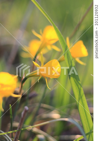 Petticoat daffodil flower close-up Petticoat daffodil flower close-up 101120932