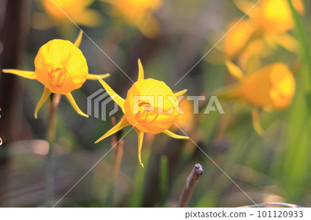 Petticoat daffodil flower close-up 101120933