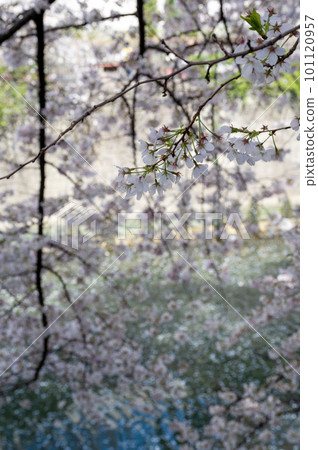 Cherry petals Cherry petals 101120957