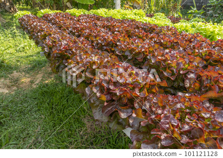 close up the red oak lettuce in farm. 101121128