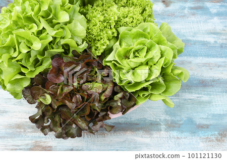 Hydroponic vegetables. Green butter head, Red Oak, Green Oak, Green coral and Green cos Lettuce. Hydroponic vegetables. Green butter head, Red Oak, Green Oak, Green coral and Green cos Lettuce. 101121130
