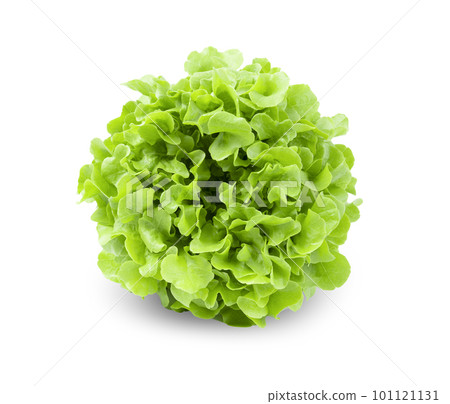The Fresh green Lettuce salad isolated on white background The Fresh green Lettuce salad isolated on white background 101121131