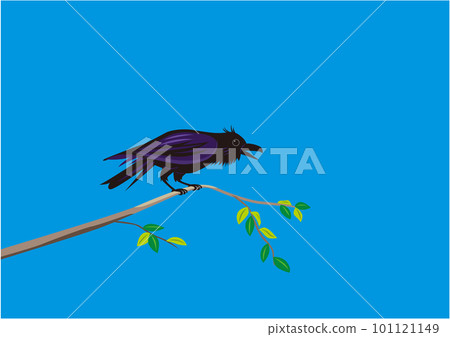 棲息在一棵綠葉樹的樹枝上的大嘴烏鴉 101121149