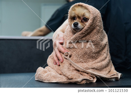 A woman wipes a Pomeranian with a beige towel after washing. Spitz dog in the grooming salon.  101121530