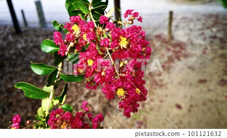 Sarusuri with pink flowers Sarusuri with pink flowers 101121632