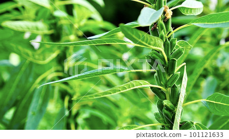 okra branch and leaf portrait 101121633