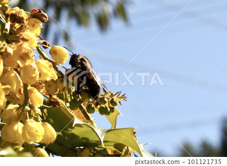 A carpenter bee collecting pollen Macro photography A carpenter bee collecting pollen Macro photography 101121735