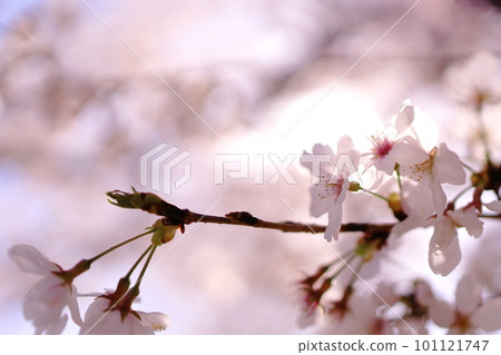 Cherry blossoms shining in the spring light Cherry blossoms shining in the spring light 101121747