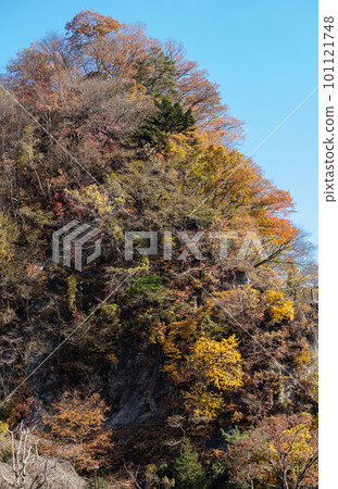 Autumn leaves of Okutama Autumn leaves of Okutama 101121748