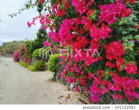 Bougainvillea at Taketomijima Bougainvillea at Taketomijima 101122081
