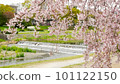 京都鴨川的垂枝櫻花 101122150