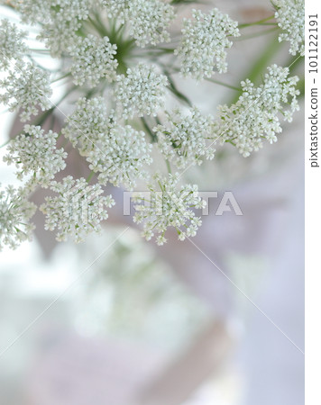 lace flower by the window lace flower by the window 101122191