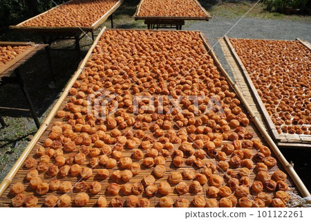Umeboshi Umeboshi 12 101122261
