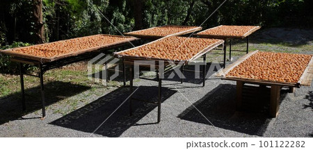 梅干在夏天曬乾 22 梅干在夏天曬乾 22 101122282