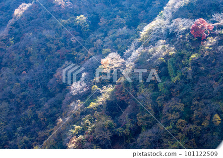 Autumn leaves of Okutama Autumn leaves of Okutama 101122509